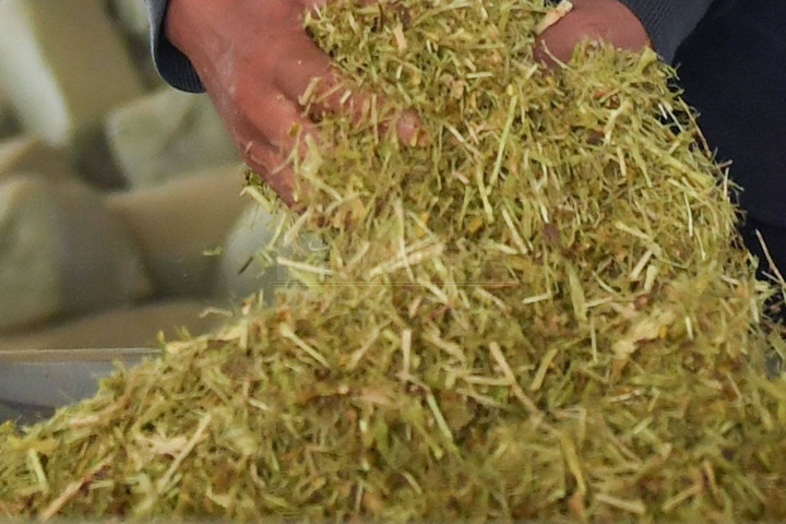 生物質(zhì)烘干機廠家鄭州東鼎干燥開發(fā)了大型檸條烘干機成套設備，實現(xiàn)了檸條資源規(guī)?；弥?。